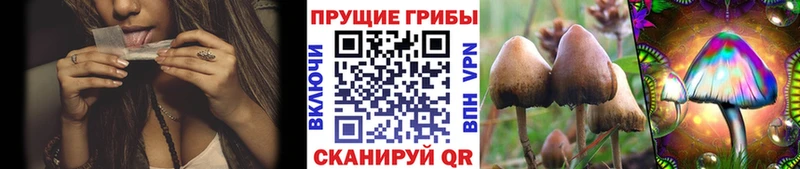 Купить  Черногорск  Галлюциногенные грибы прущие грибы 
